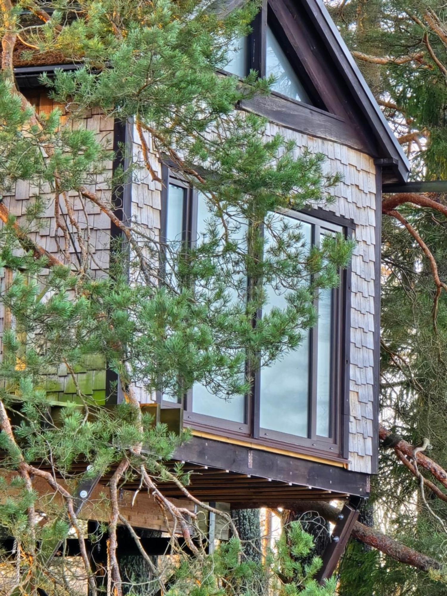 Treehouse Ciekurs
